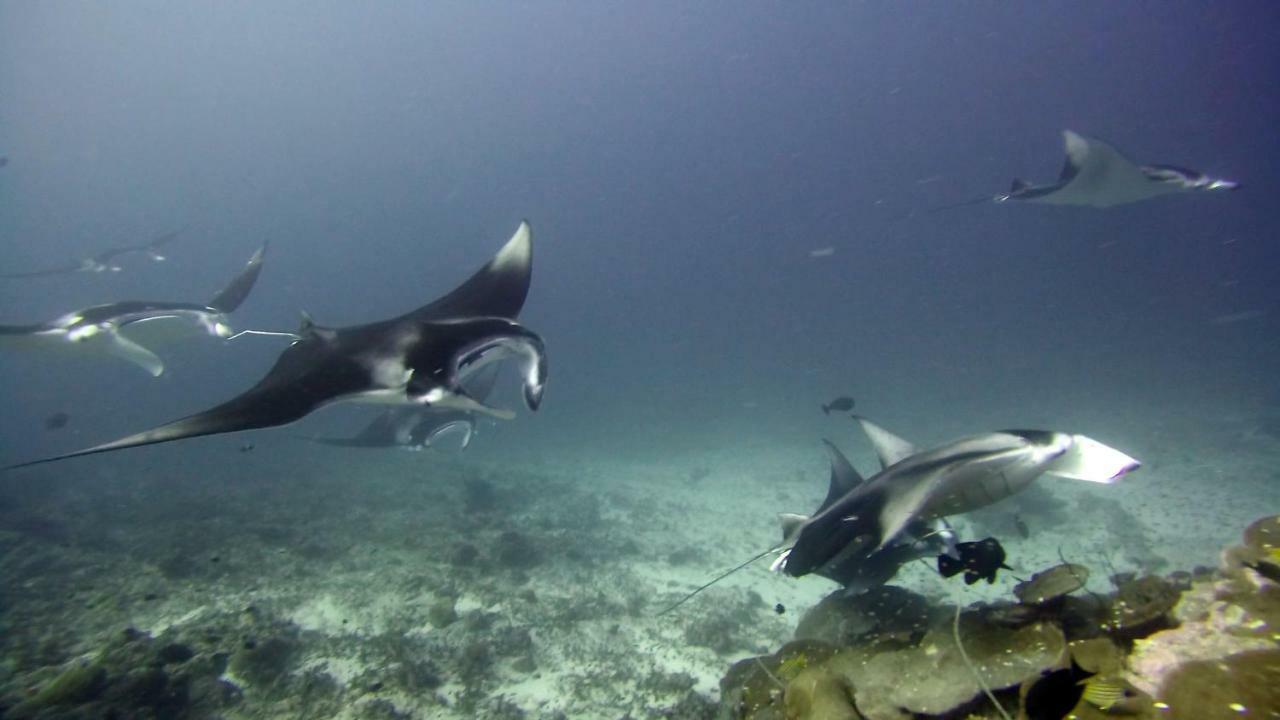 Equatorial Divers Lodge Feydhoo Exterior foto