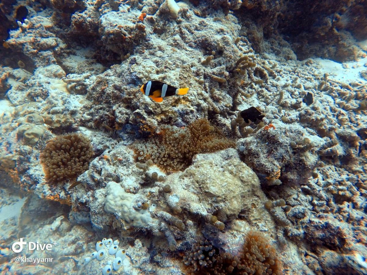 Equatorial Divers Lodge Feydhoo Exterior foto